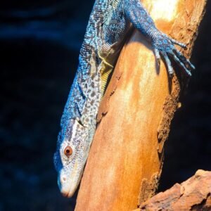 Blue tree monitor is a gorgeous lizard native to the tropical habitat of Batanta Island, Indonesia, and is highly sought after by reptile aficionados worldwide. This species is also known as the blue-spotted tree monitor with very bright sapphire blue.