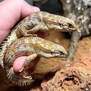 These beautiful captive bred skinks are originally from the woodlands of Australia. They have a wonderful beige color with smaller white areas and piercing red eyes, their head is short with a blunt snout, and its tail has elongated spines, which scares predators away. With adults reaching up to 14cm, they like feeding on crickets and small insects.