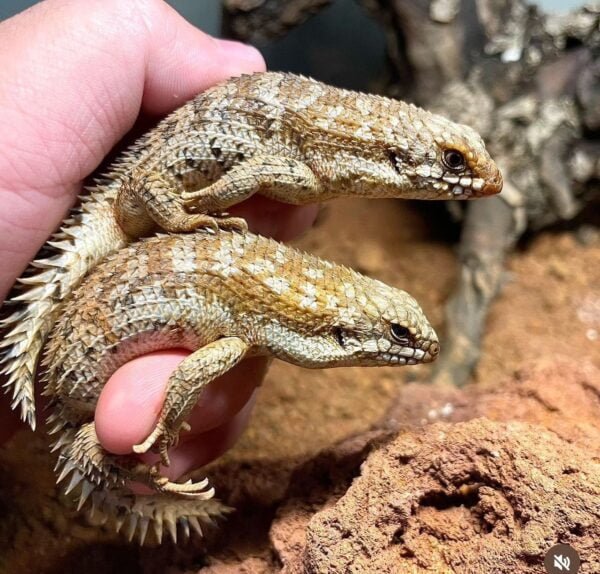 These beautiful captive bred skinks are originally from the woodlands of Australia. They have a wonderful beige color with smaller white areas and piercing red eyes, their head is short with a blunt snout, and its tail has elongated spines, which scares predators away. With adults reaching up to 14cm, they like feeding on crickets and small insects.