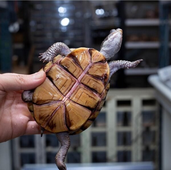 Terrapene carolina major, the Gulf Coast box turtle, is the largest of the American box turtles. Its native habitat is, as the name suggests, mostly along the Gulf Coast. Its appearance is quite variable and it likes wetter habitats than most other box turtles do. This relatively large box turtle can get up to about 8.5 inches long.