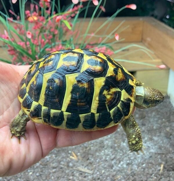 Hermann’s tortoises are one of the most popular tortoise species in the exotic pet hobby. All of the Hermann’s tortoises are captive bred, they naturally roam a wide range across Southern Europe. The species Testudo hermanni is comprised of two main subspecies, the western subspecies (Testudo hermanni hermanni) and eastern subspecies (Testudo hermanni boettgeri), both of which are considered to be threatened species in the wild.