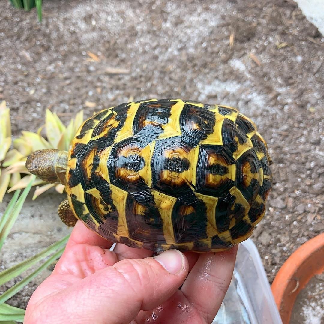 Hermann Tortoise (Testudo Hermanni) - Native Exotics Europe