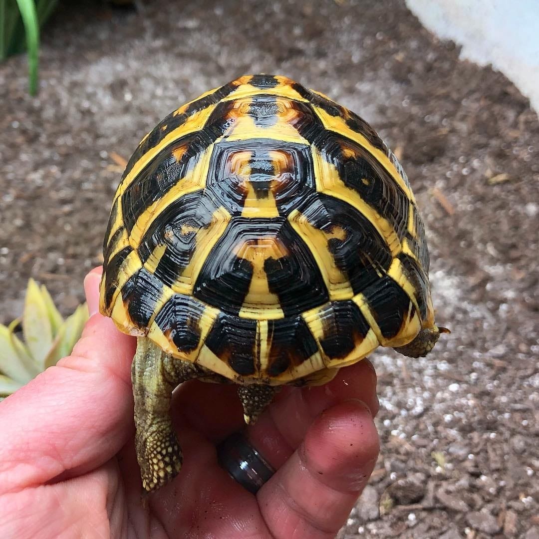 Hermann Tortoise (Testudo Hermanni) - Native Exotics Europe