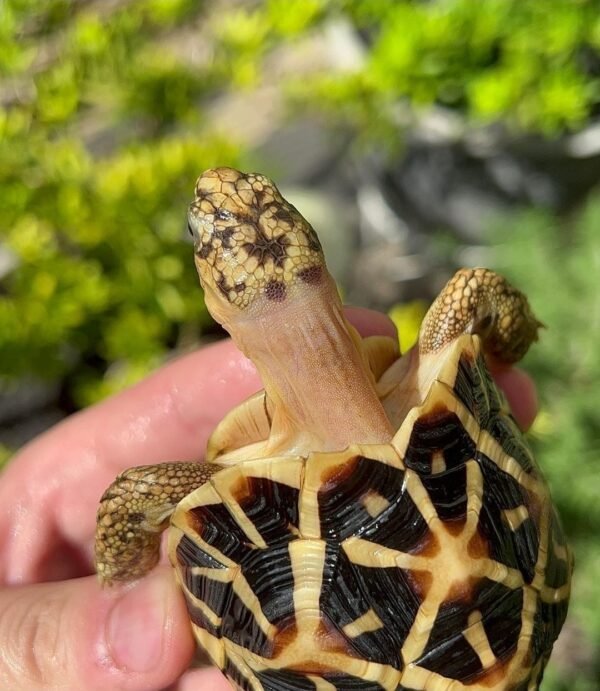 Indian Star tortoise represent the some of the smallest species of tortoise in the world. They are also the smallest of the star tortoise family. These guys are easy to care for, grow to around 6-10″ at full size and can weigh anywhere from 1-5 pounds at average adult size or less. We have them available in well started baby,