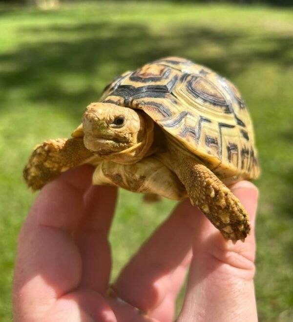 Leopard tortoises represent the 5th largest tortoise in the world, behind the Galapagos and Giant Aldabra, African Sulcata and Giant South African leopard tortoises. These guys are easy to care for, grow to around 14″ at full size and can weigh anywhere from 50-80 pounds at average adult size. We have them available in baby, well started baby