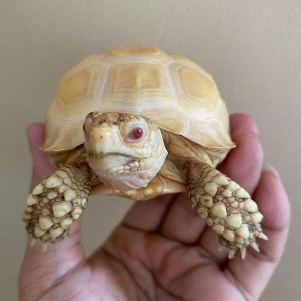 Albino Sulcata tortoise represent the 3rd largest tortoise in the world, only behind the Galapagos and Giant Aldabra tortoises. These guys are easy to care for, grow to around 24″ at full size and can weigh anywhere from 50-80 pounds at average adult size. We have them available in baby, well started baby, yearling, juvenile and young adult sizes. With a biologist on site, shop with confidence and health guarantee.