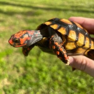 Exotic Reptiles for Sale – Snakes, Lizards & Tortoises in Europe