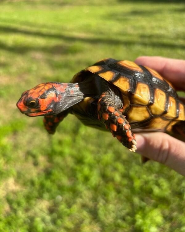 Cherry Head tortoise represent the one of the most colorful tortoise for sale in the world, along with the red foot and yellow foot. These guys are easy to care for, grow to around 11″ at full size and can weigh anywhere from 8-12 pounds at average adult size